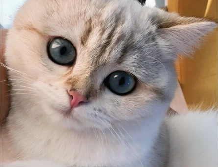 British Shorthair Güneş’imize eş arıyoruz - 118982207
