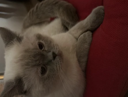 British Shorthair Kedime Erkek Partner Arıyorum - 118963584