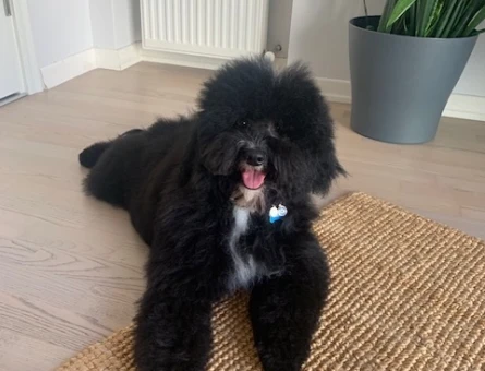 Toy Poodle Köpeğime Eş Arıyorum - 118963588