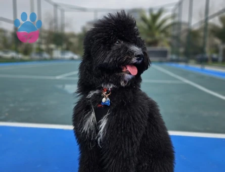 Toy Poodle Köpeğime Eş Arıyorum
