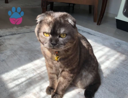 Scottish Fold Oğlum Eros’a Alımlı Bir Gelin Arıyorum
