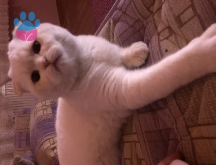 Scottish Fold Kedime Eş Arıyorum