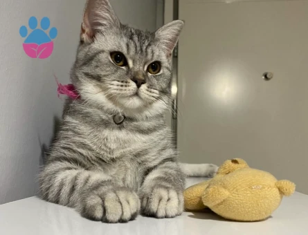 British Shorthair Kızım Mia İçin Eş Arıyorum