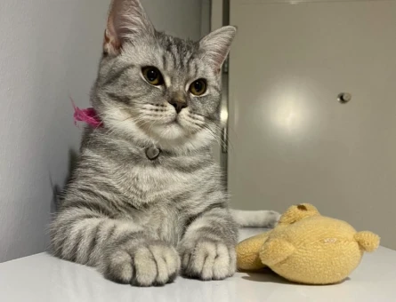 British Shorthair Kızım Mia İçin Eş Arıyorum - 118963597