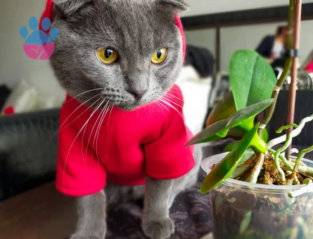 Scottish Fold Kedime Eş Arıyorum