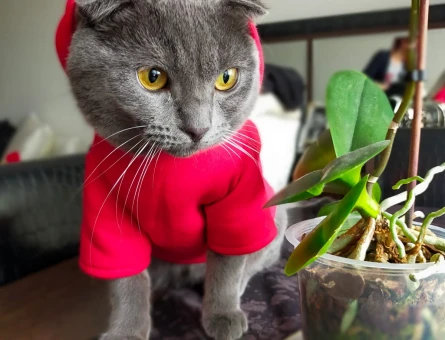 Scottish Fold Kedime Eş Arıyorum - 118963599