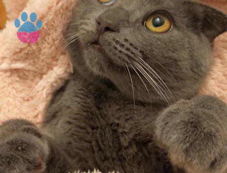 Scottish Fold Kedime Eş Arıyorum