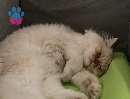 İran Kedisi 1 Yaşında Kedimize Eş arıyorum