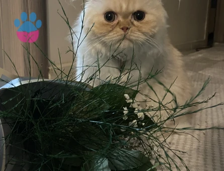 İran Kedisi 1 Yaşında Kedimize Eş arıyorum