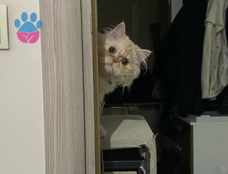 İran Kedisi 1 Yaşında Kedimize Eş arıyorum