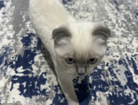 Erkek kedi arıyorum - 118975403
