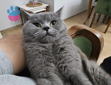 kızımıza erkek arıyoruz