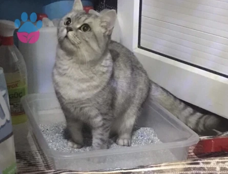 kızıma eş arıyorum