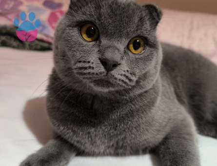 Scottish Fold Erkek Kedimize Eş Arıyoruz.