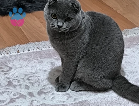 Scottish Fold Erkek Kedimize Eş Arıyoruz.
