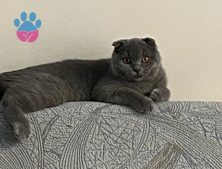 Scottish Fold Erkek Kedimize Eş Arıyoruz.