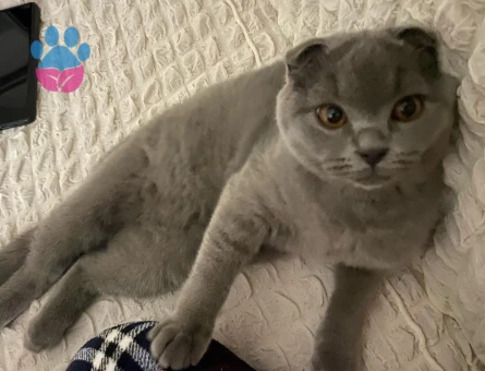 Scottish Fold Erkek Kedimize Eş Arıyoruz.