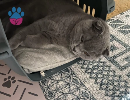 Scottish Fold Erkek Kedimize Eş Arıyoruz.