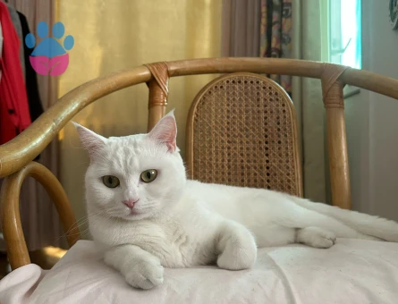 Kızımız Sütlaç için damat arıyoruz