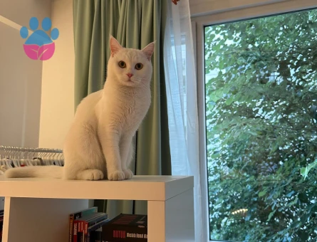 Kızımız Sütlaç için damat arıyoruz