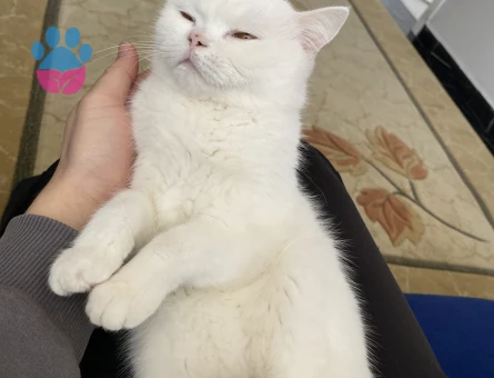 Dişi kedime eş arıyorum