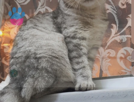 Scotish kedim için Erkek British aranmaktadır