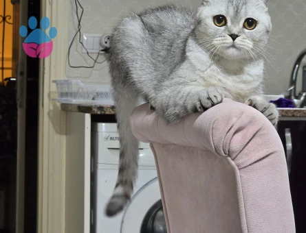 Scotish kedim için Erkek British aranmaktadır