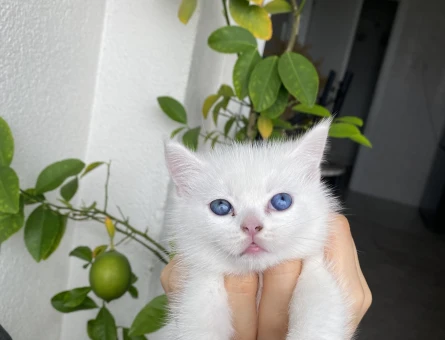 Scottish fold kedime eş arıyorum - 118975430