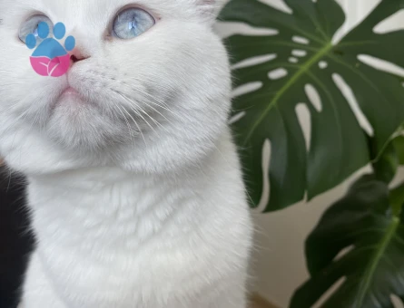 Scottish fold kedime eş arıyorum