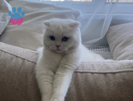 Scottish fold kedime eş arıyorum