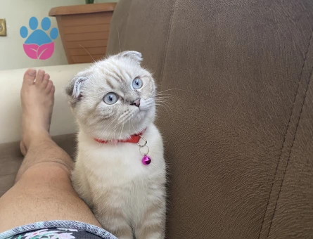 Kızımızı çiftleştirmek istiyoruz