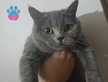 Geceye Damat ariyorum