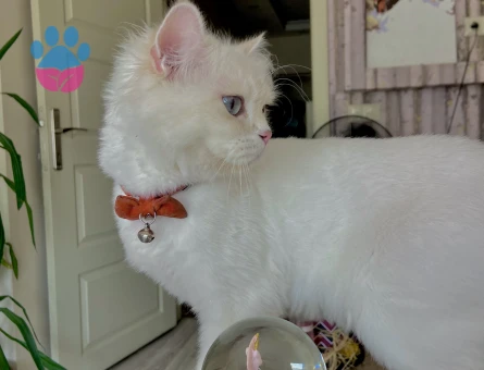 BRİSTİSH LONGHAİR 1,5 yaşında dişi