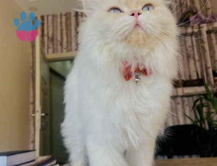 BRİSTİSH LONGHAİR 1,5 yaşında dişi