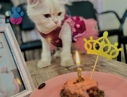 BRİSTİSH LONGHAİR 1,5 yaşında dişi