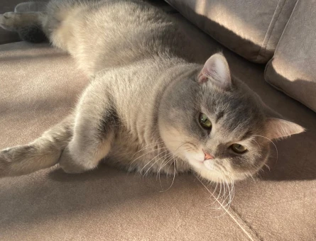 British Shorthair Oğlum Leo’ya Eş Arıyorum - 118982826