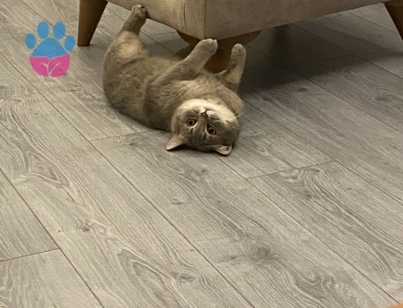 British Shorthair Oğlum Leo’ya Eş Arıyorum