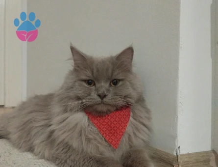 British Longhair 11 Aylık Kedim Eş Arıyorum