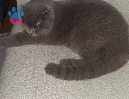 Scottish Fold Kedime Eş Arıyorum