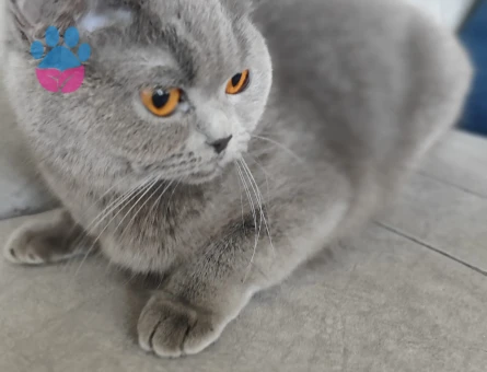 British Shorthair Kedime Eş Arıyorum 2 Yaşında