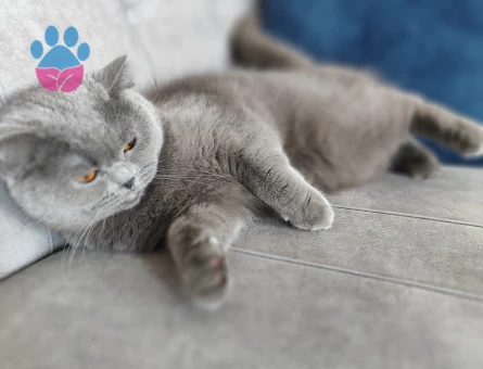 British Shorthair Kedime Eş Arıyorum 2 Yaşında