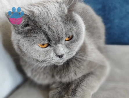 British Shorthair Kedime Eş Arıyorum 2 Yaşında