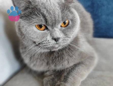 British Shorthair Kedime Eş Arıyorum 2 Yaşında