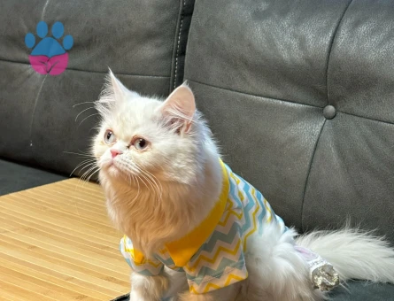 Exotic Shorthair 1 Yaşında Eş Arıyor