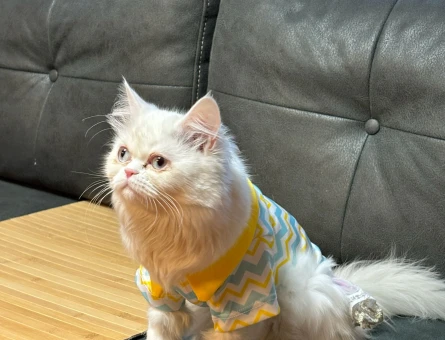 Exotic Shorthair 1 Yaşında Eş Arıyor - 118982834