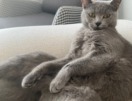 Kedime eve gelecek erkek kedi arıyorum - 118982838