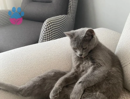 Kedime eve gelecek erkek kedi arıyorum