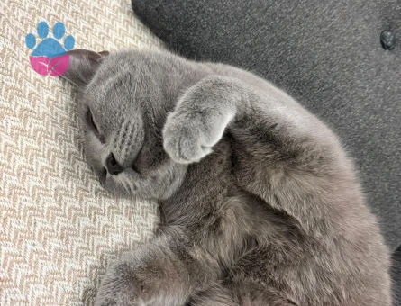 Kedime eve gelecek erkek kedi arıyorum