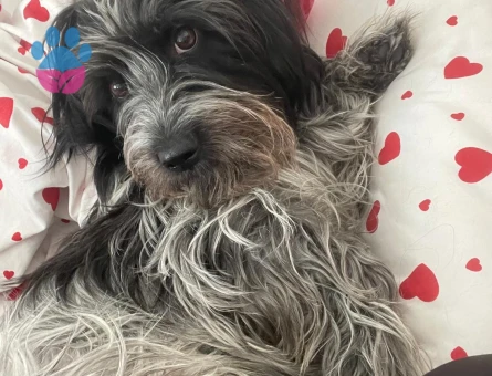 Köpeğime dişi eş arıyorum