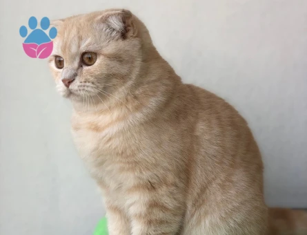 Scottish Fold Kızıma eş Arıyorum